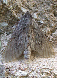 Southern Pine Sphinx